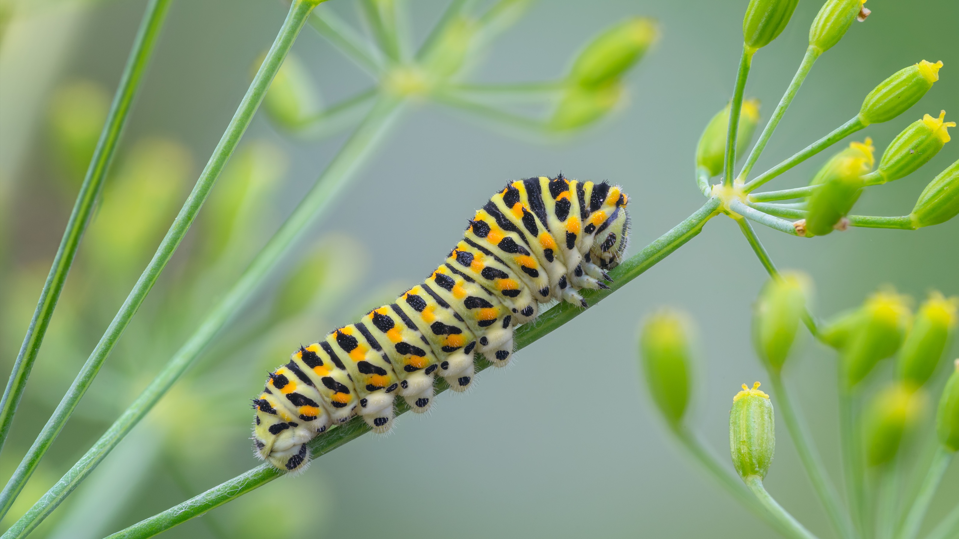 A caterpillar on a plant.
