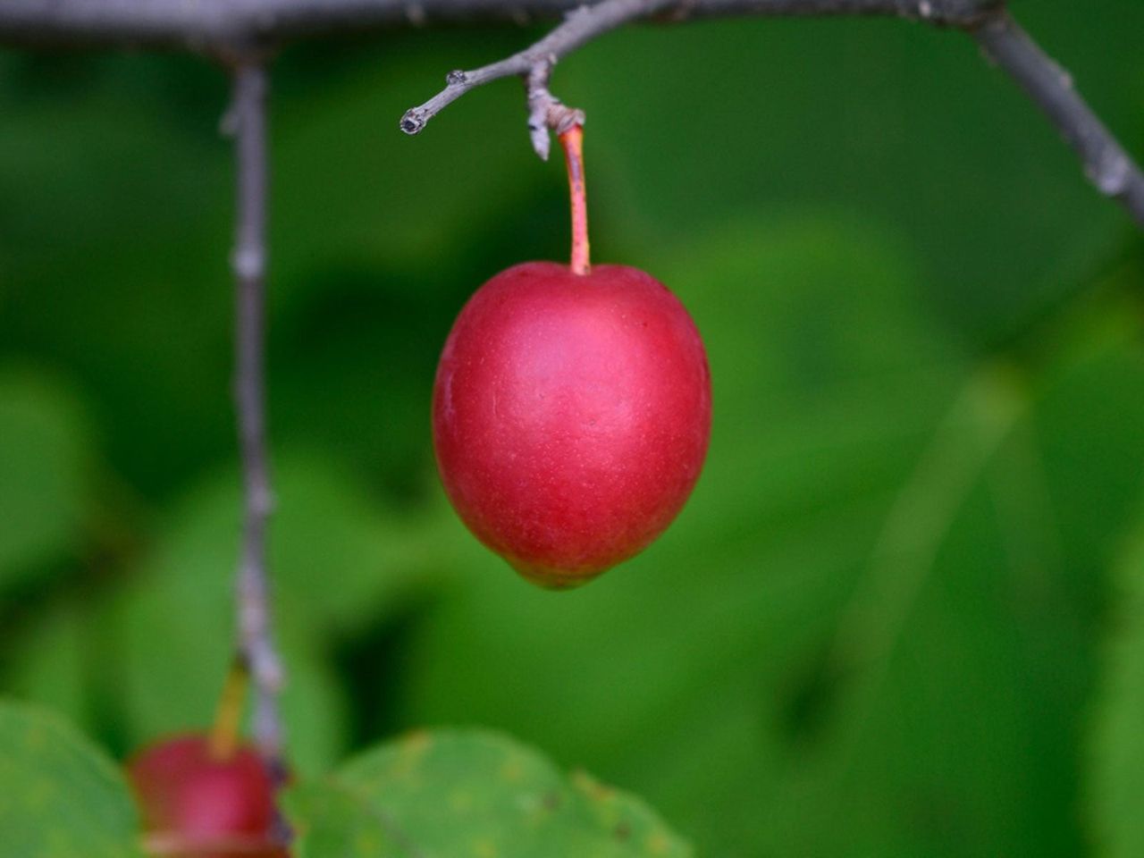 American Wild Plum Tree