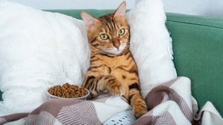 Portrait of adorable bengal cat lying on sofa with TV remote control, covered with warm blanket