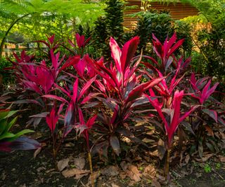 Hawaiian ti plants growing under the canopy of trees in a garden