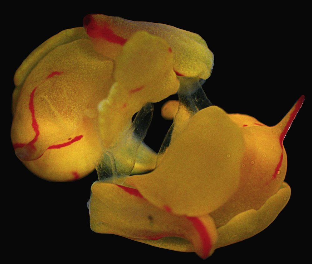 Sea slugs mating