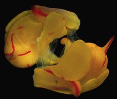 Sea slugs mating