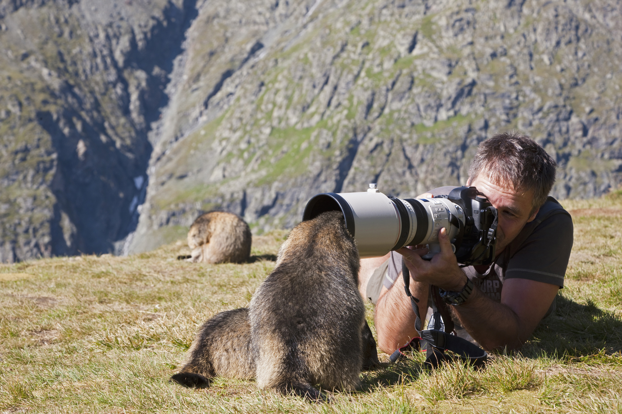 Austria, Grossglockner, Man taking photograph of Alpine Marmots (Marmota marmota) - stock photo