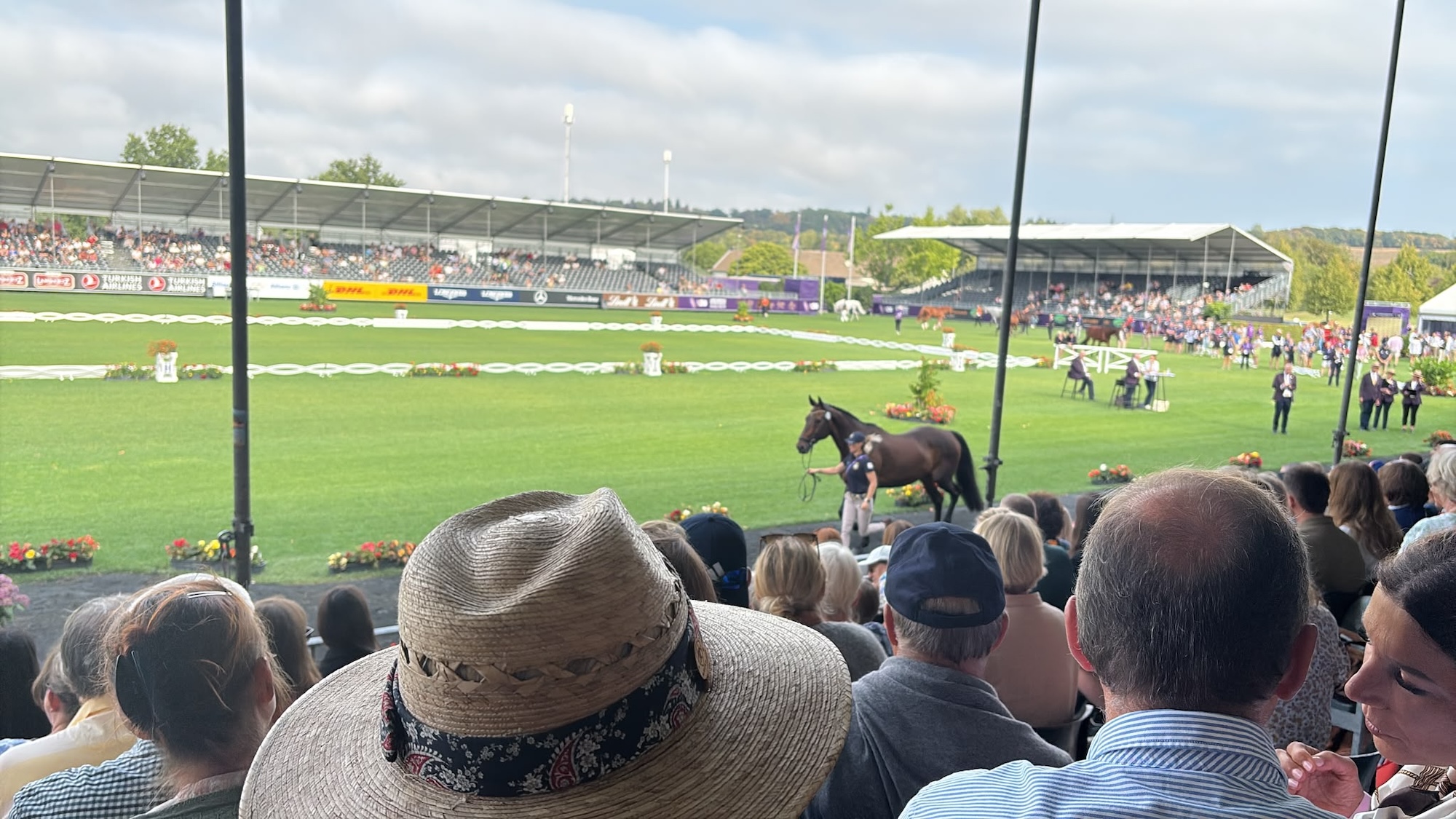 Bay horse trots up in main arena at aachen