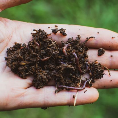 hand holding worms and compost