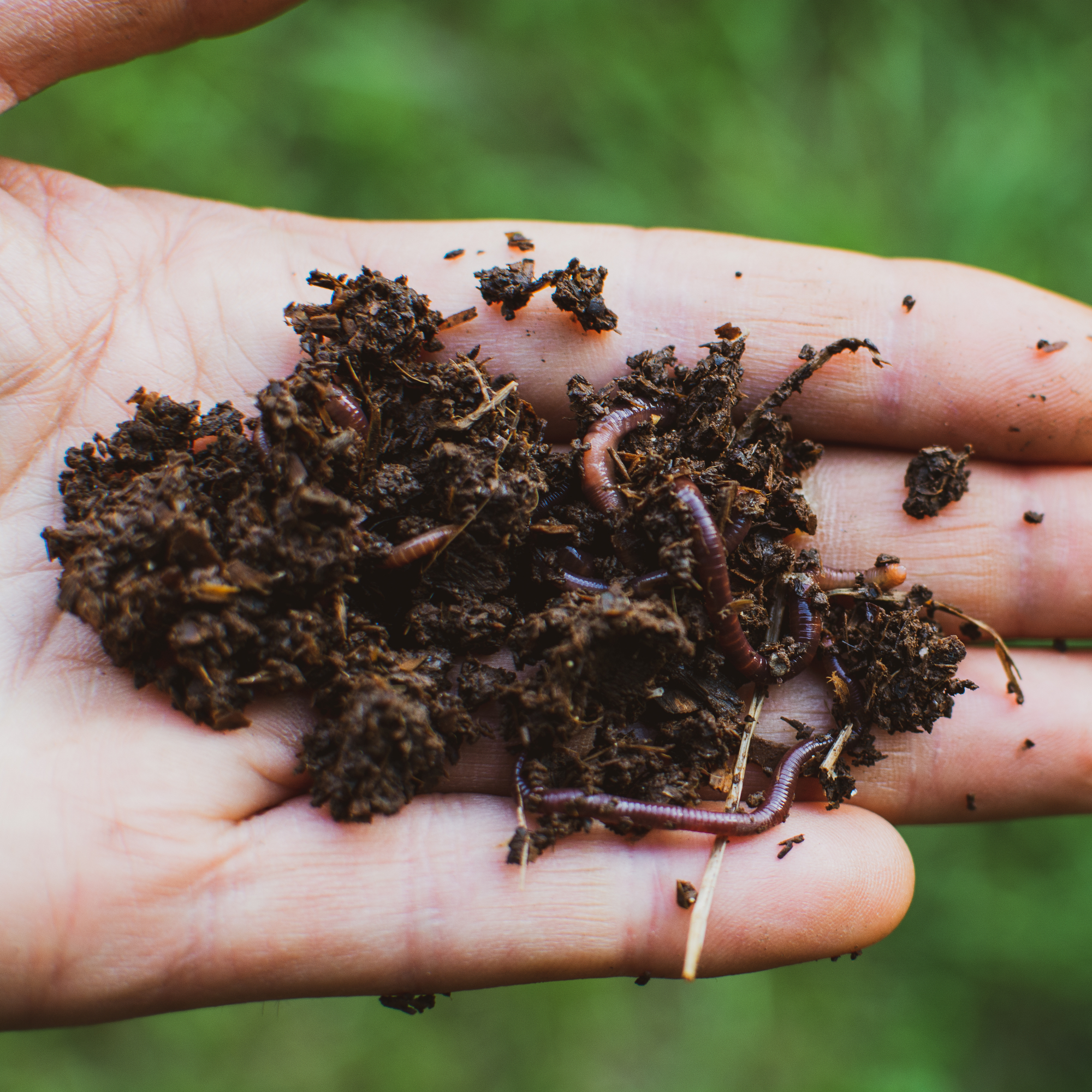 hand holding worms and compost