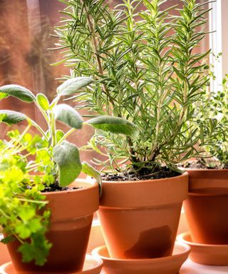 Herbs in terracotta pots