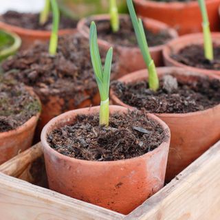 garlic plants growing in small pots in a wooden tray