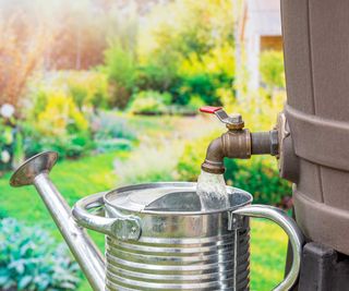 filling up a watering can from a rain barrel