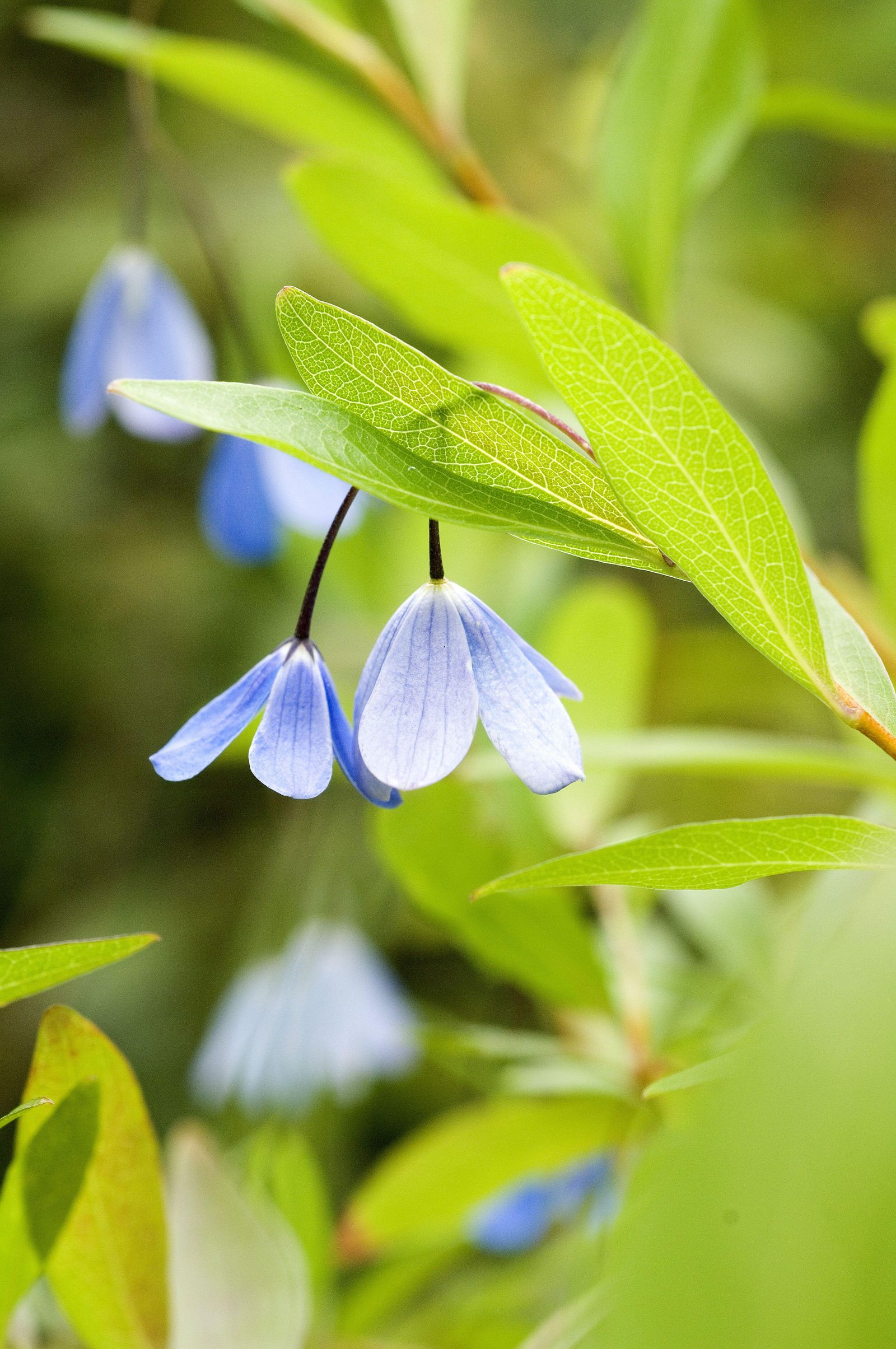Best evergreen climbers10 evergreen climbing plants Homes & Gardens