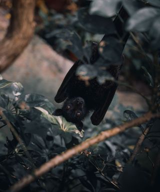 A large black bat peeping through dark green leaves