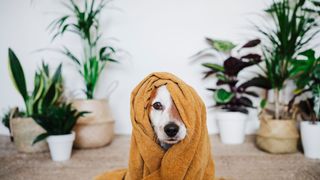Dog with yellow blanket on top of its head — tips for training your dog