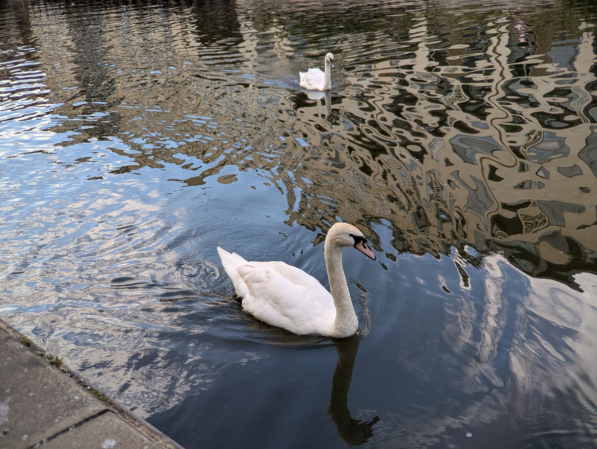 A photo of a swan taken with a Moment Tele 58mm lens attached to a Google Pixel 7 Pro