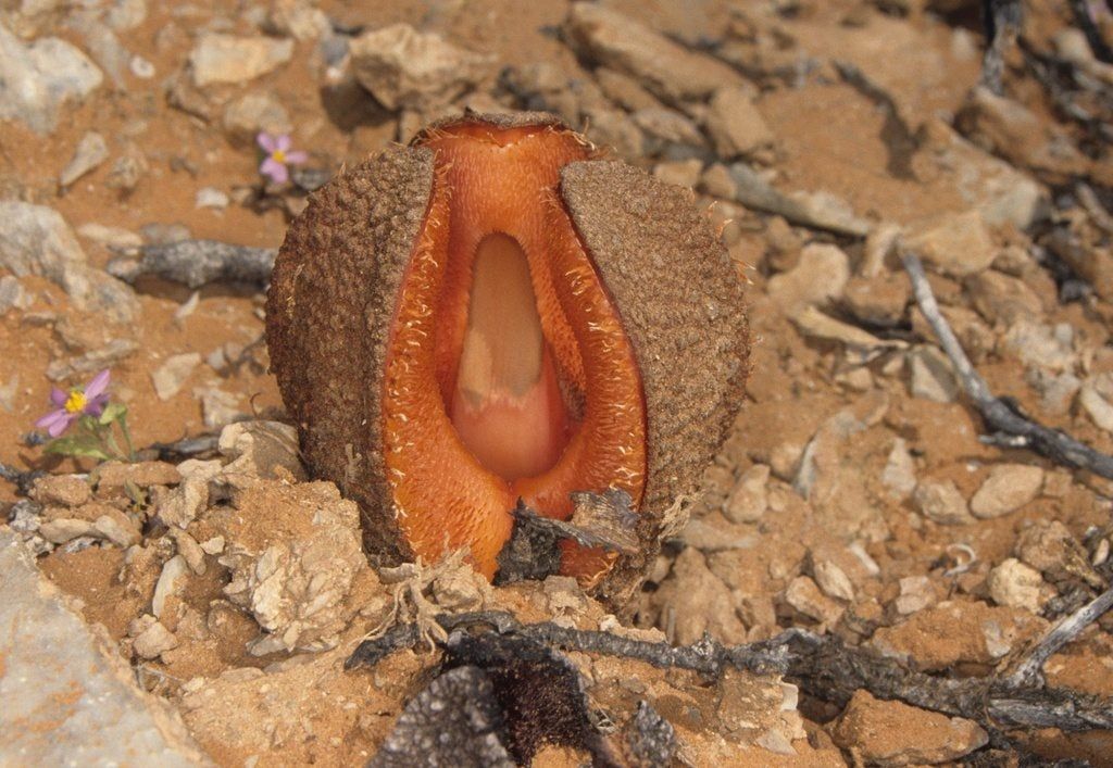 Hydnora Africana Plant