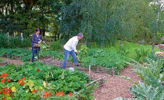 digging the vegetable patch in a kitchen garden