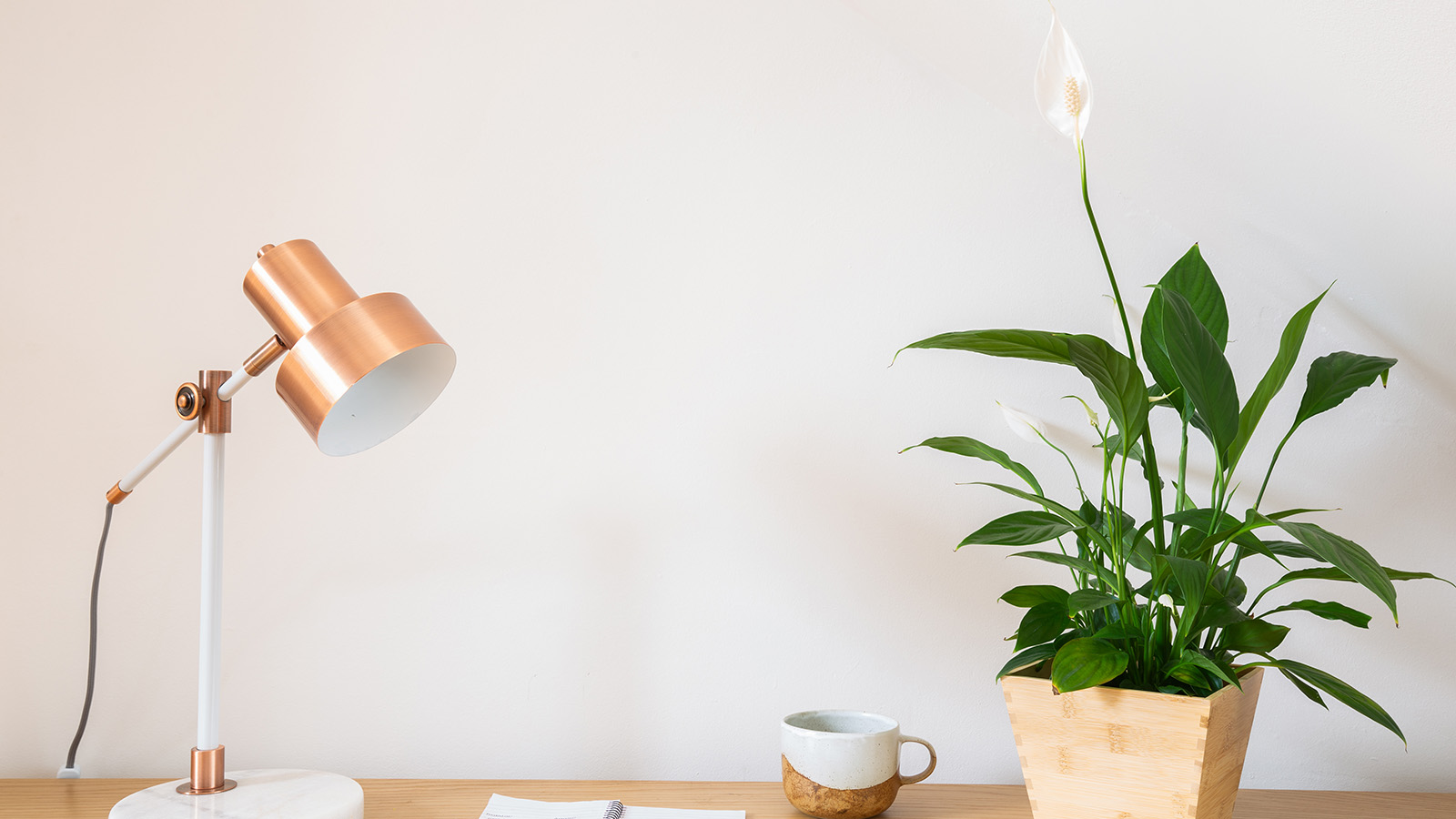 Peace lily plant in a brightly lit space