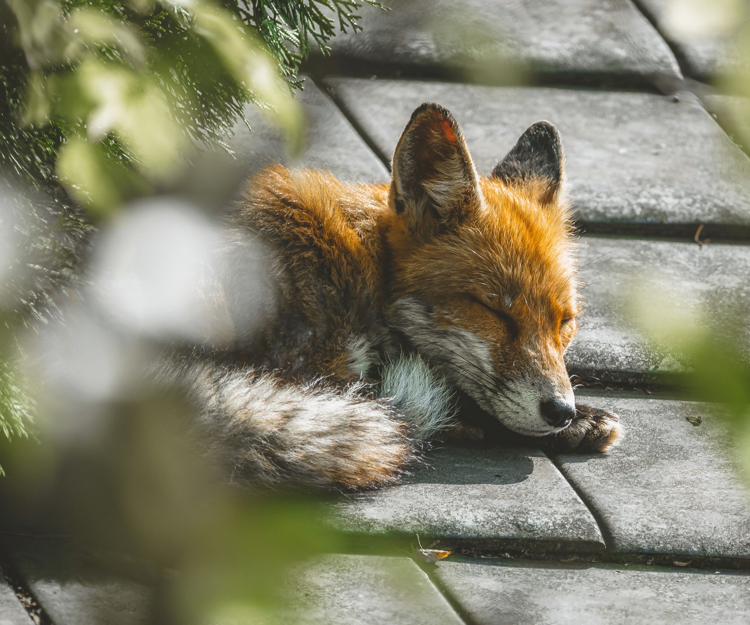 portrait of sleeping red fox lying down for afternoon nap on roof in central berlin