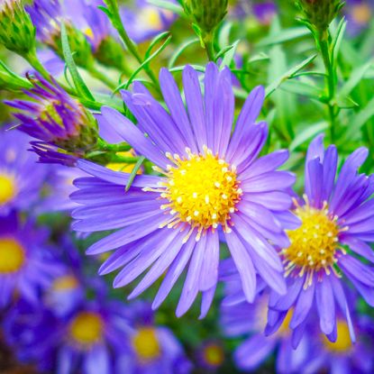 Purple aster flowers with bright yellow centers blooming outdoors