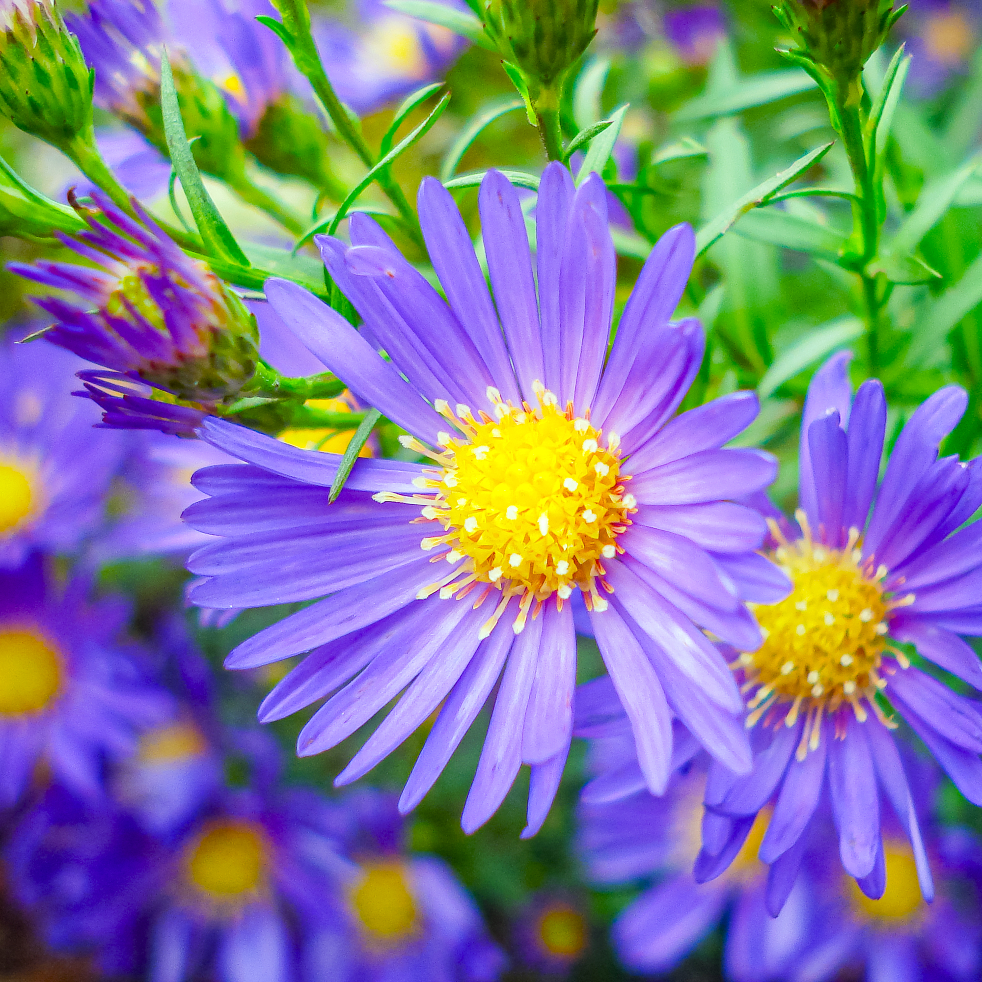 Purple aster flowers with bright yellow centers blooming outdoors