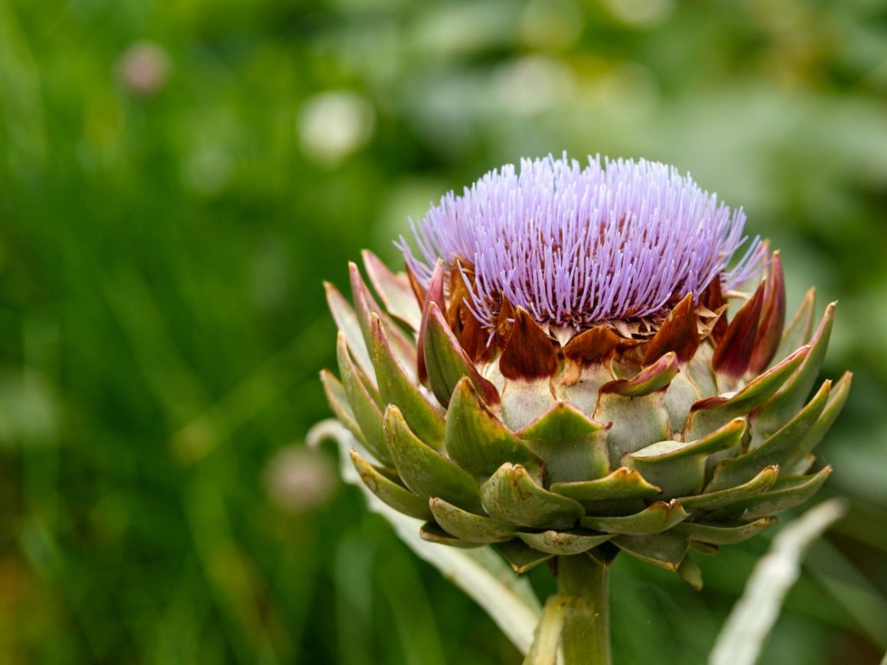 Flowering Artichoke Thistle Plant