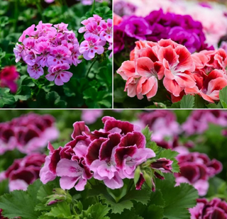 A seed mix for Geranium 