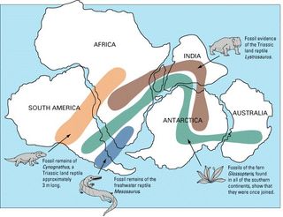 teorien om kontinentaldrift forsonet lignende fossile planter og dyr som nå finnes på vidt adskilte kontinenter. Gondwana er vist her.