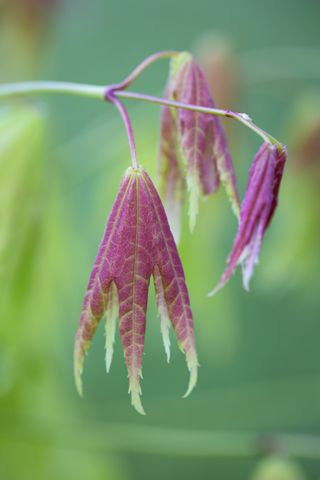 Acer shirasawanum Moonrise, Shirasawa maple. May.