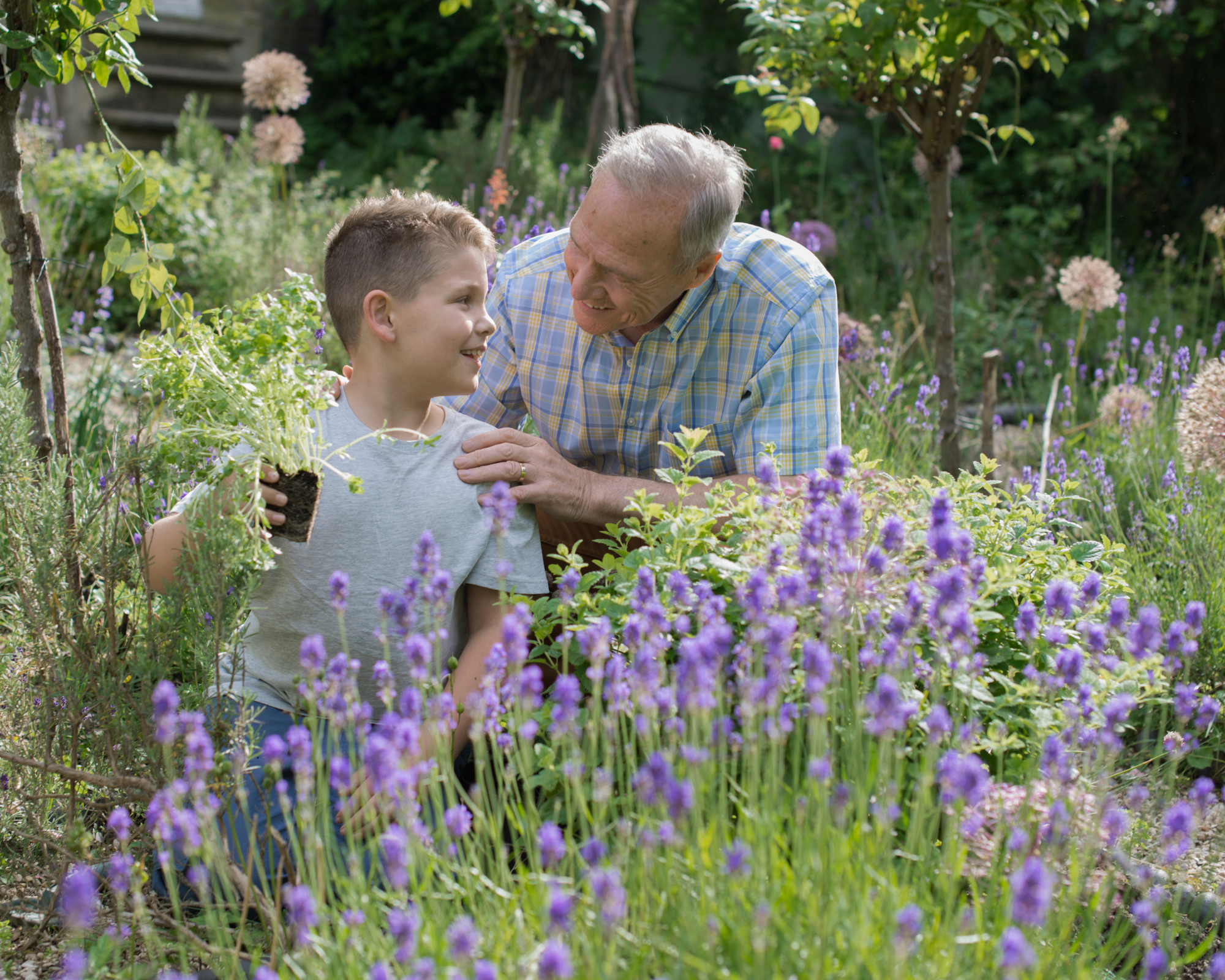 boy with grandfather in garden with lavender growing in foreground