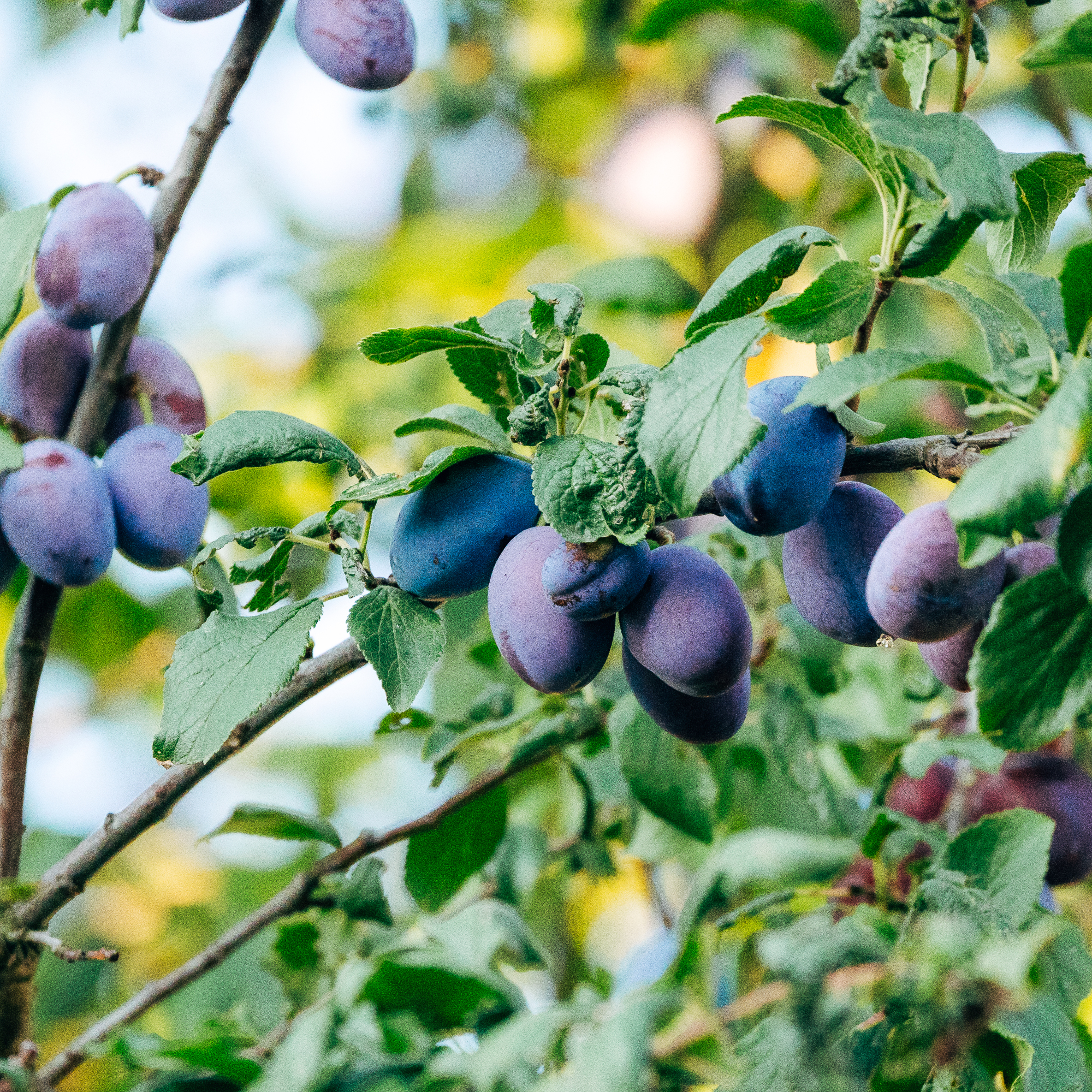 Plum tree - Joern Siegroth - GettyImages-1414745989