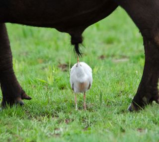 A small bird stands below a buffalos genitals.