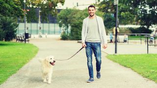 Happy man walking Labrador in a city