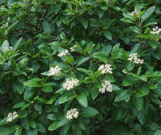 winterthur shrub with white flowers