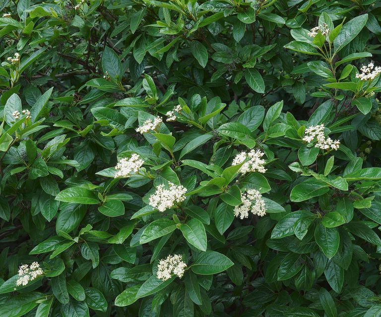 Unique Native Shrubs Every Gardener Should Grow Gardening Know How