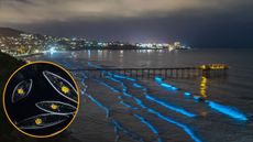 Bioluminescence by the Scripps pier.