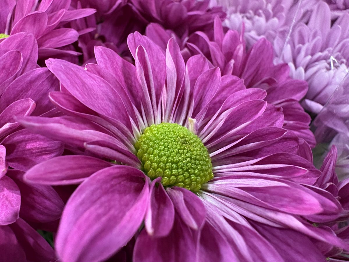 Apple iPhone 16 macro sample.