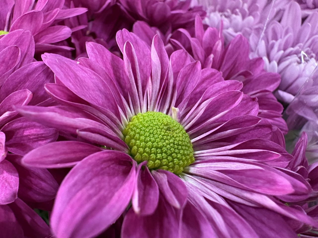 Apple iPhone 16 macro sample.