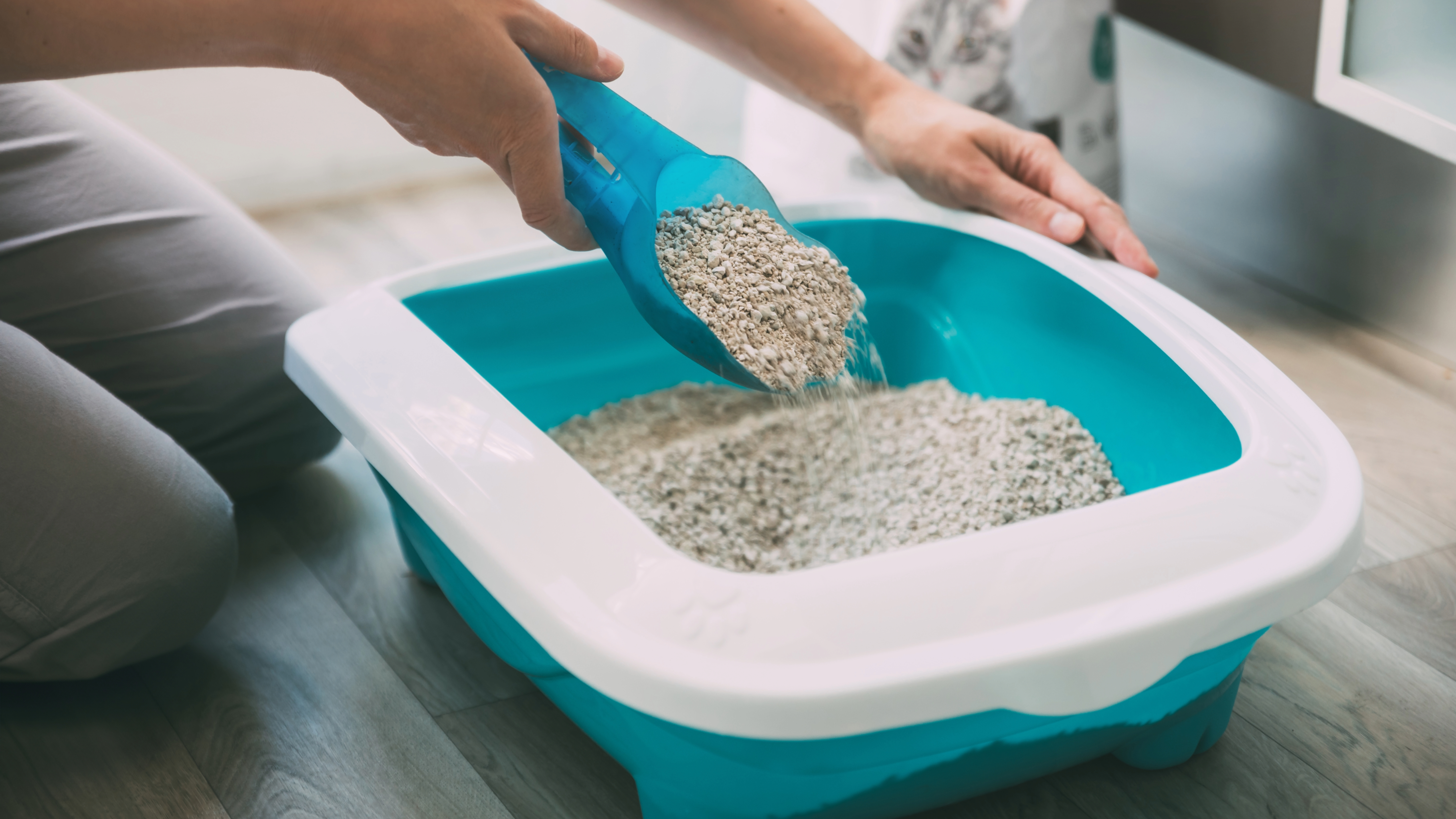 Person cleaning litter box