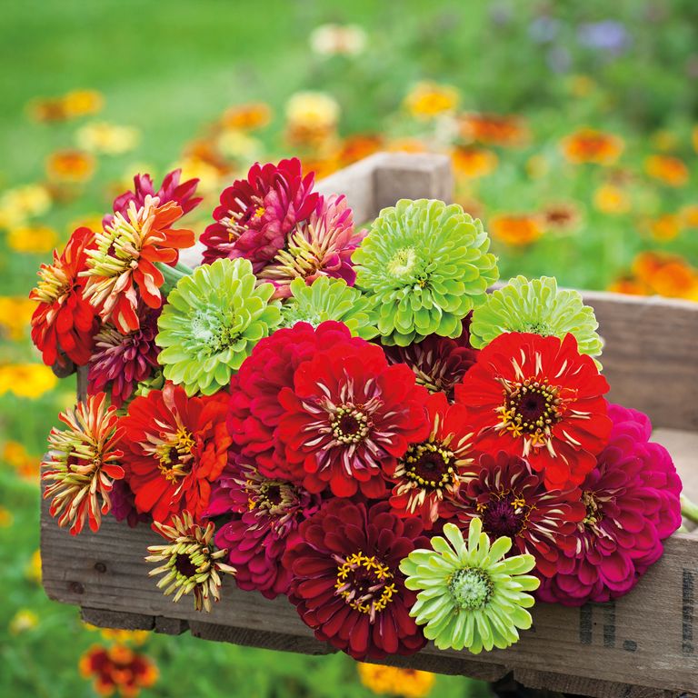 How to grow zinnias tips on planting, growing and caring for these