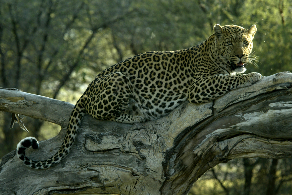 National Geographic's Unlikely Leopard
