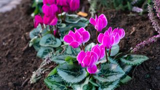 Pink cyclamen flowers in a garden