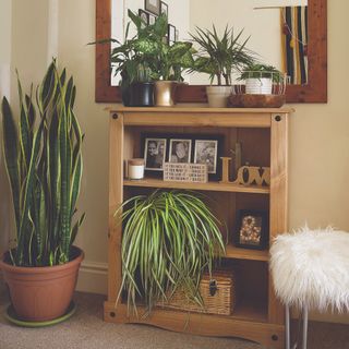 Shelves displaying houseplants and a mirror on top