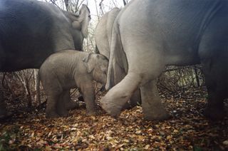 when elephants weep book