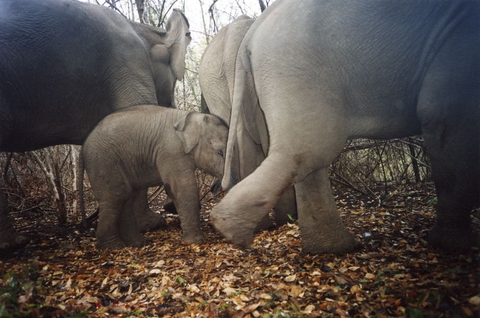 Asian elephant calf