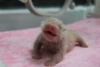 New giant panda cub, Si Yi.