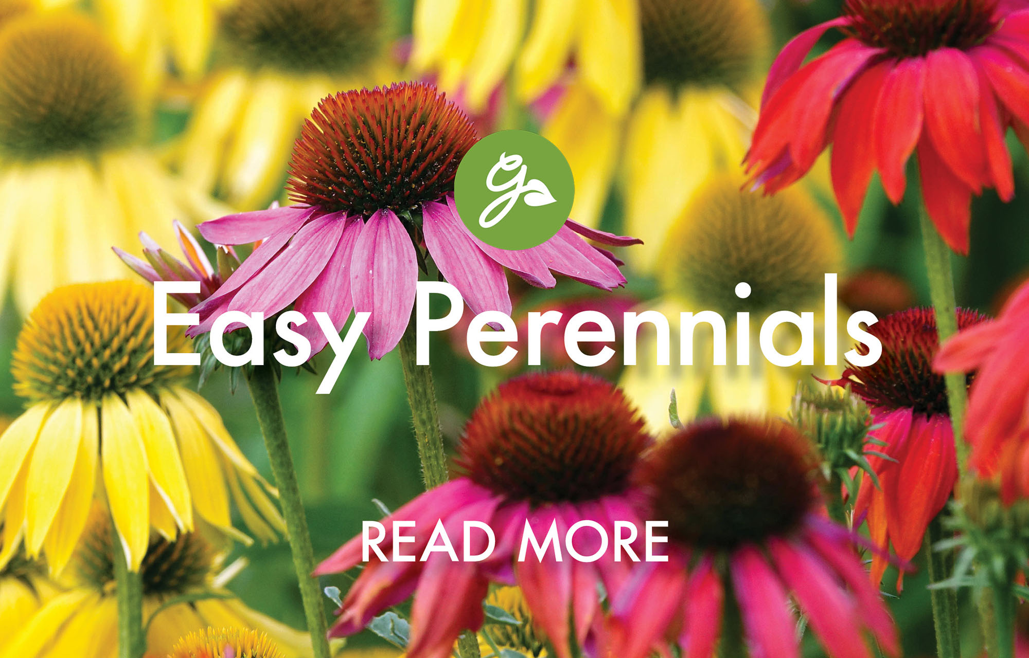 Read more about easy-going perennials to plant in April. Image shows colorful coneflowers