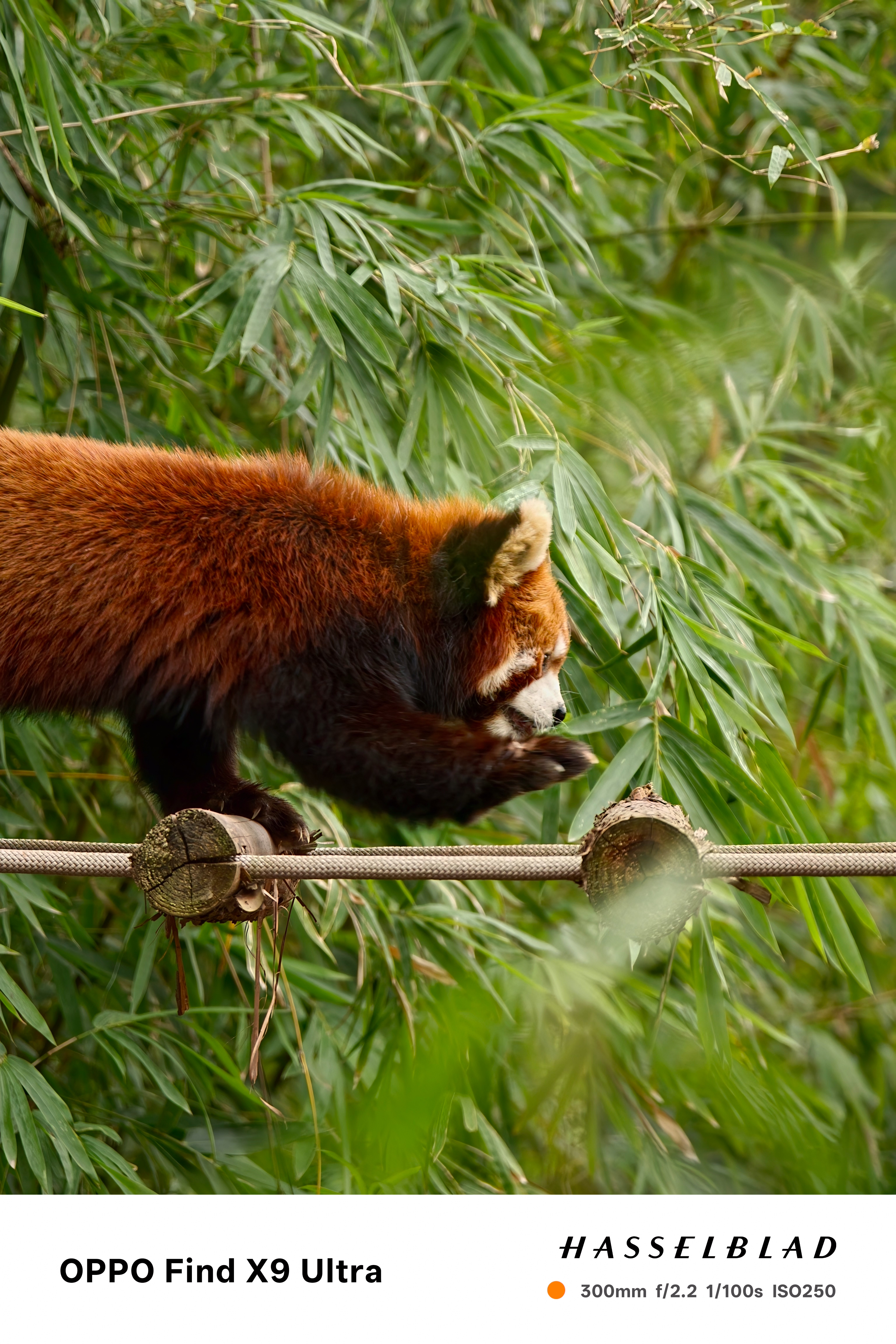 Red panda walking along a wooden beam with bamboo leaves filling the background