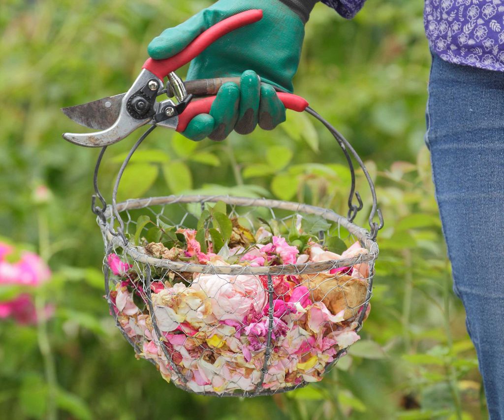 Deadheading mistakes 5 errors to avoid when removing blooms Homes & Gardens