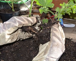 Pelargonium cuttings showing healthy root development