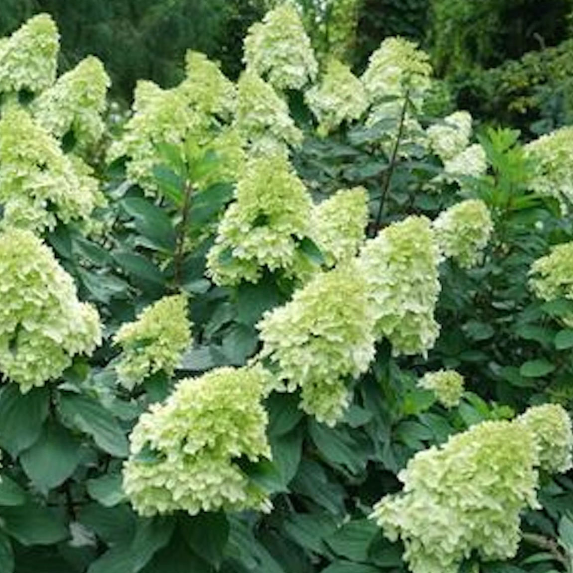 Limelight Prime panicle hydrangea in full bloom