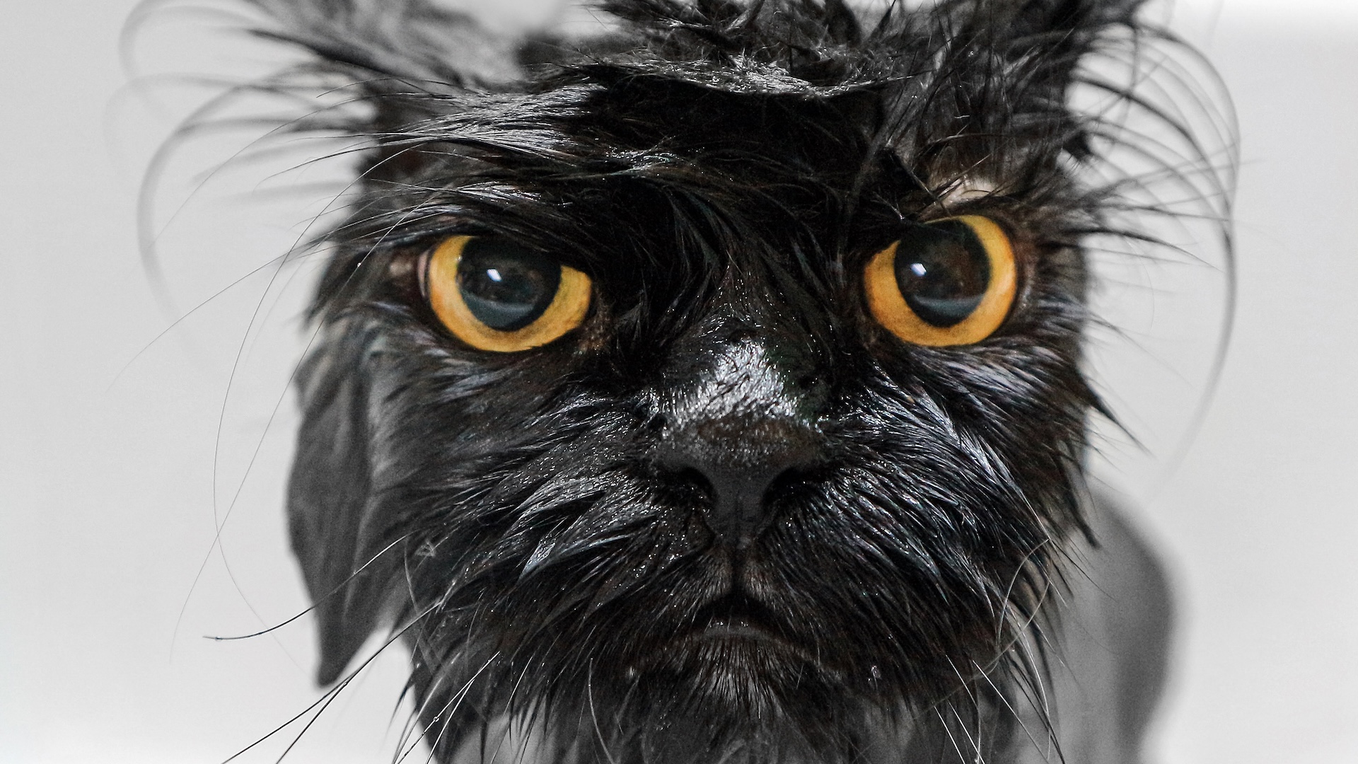 Close-up portrait of of a wet black cat with yellow eyes.